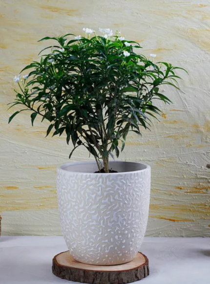 white textured ceramic planter by home decor centro